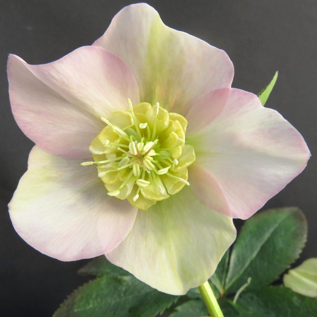 Helleborus orientalis Grace Elizabeth - Elleboro orientale