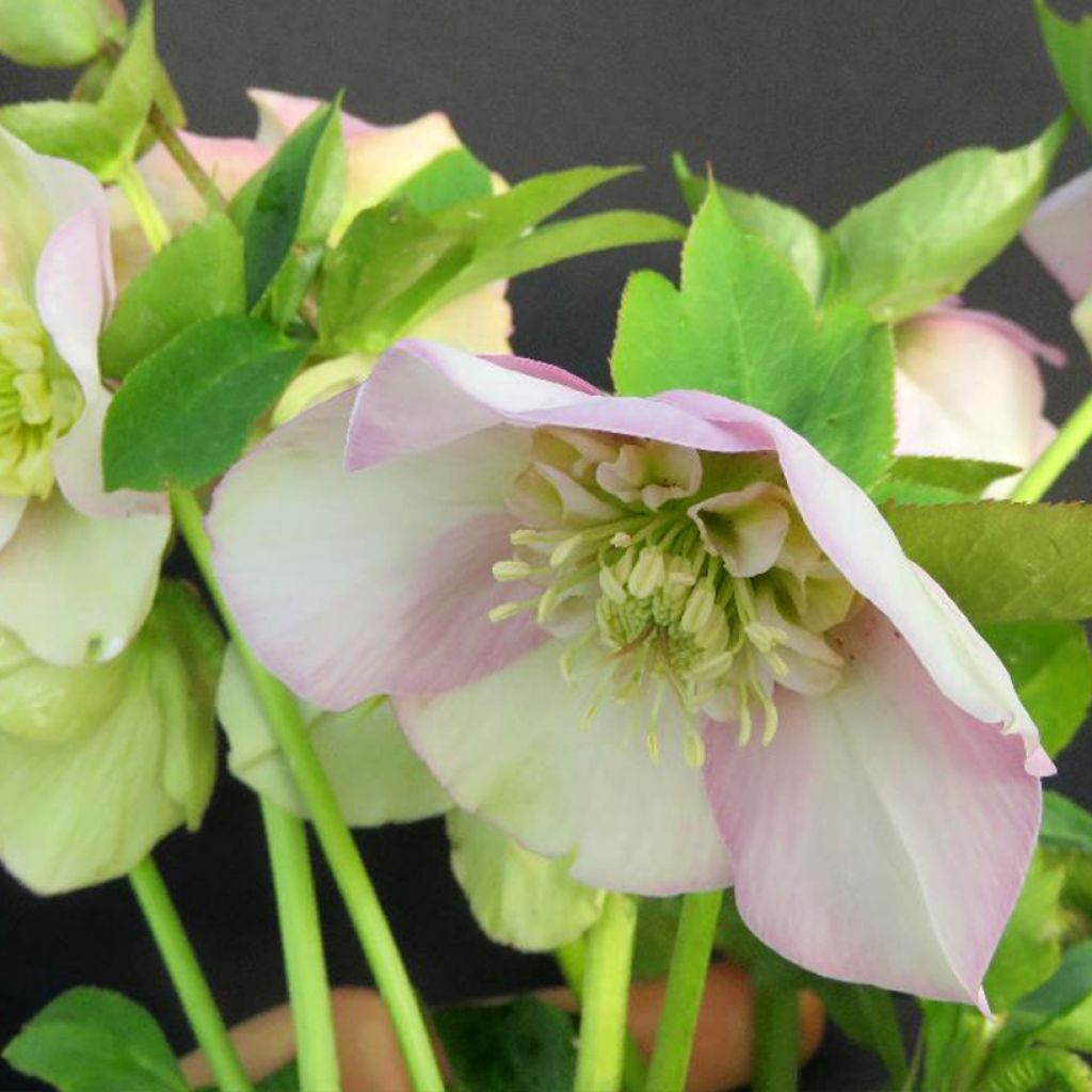 Helleborus orientalis Grace Elizabeth - Elleboro orientale