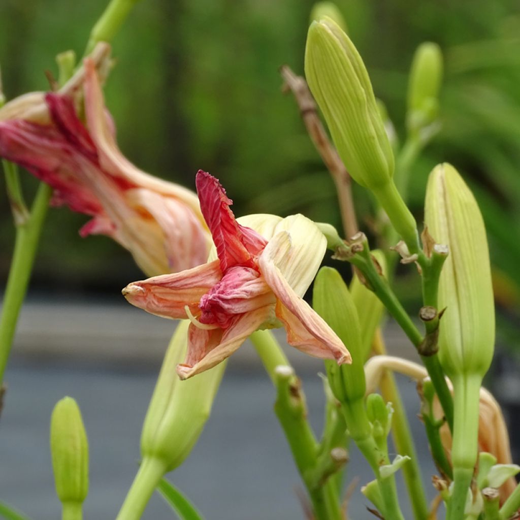 Hemerocallis Final Touch - Emerocallide