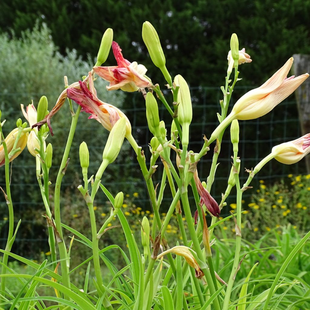 Hemerocallis Final Touch - Emerocallide