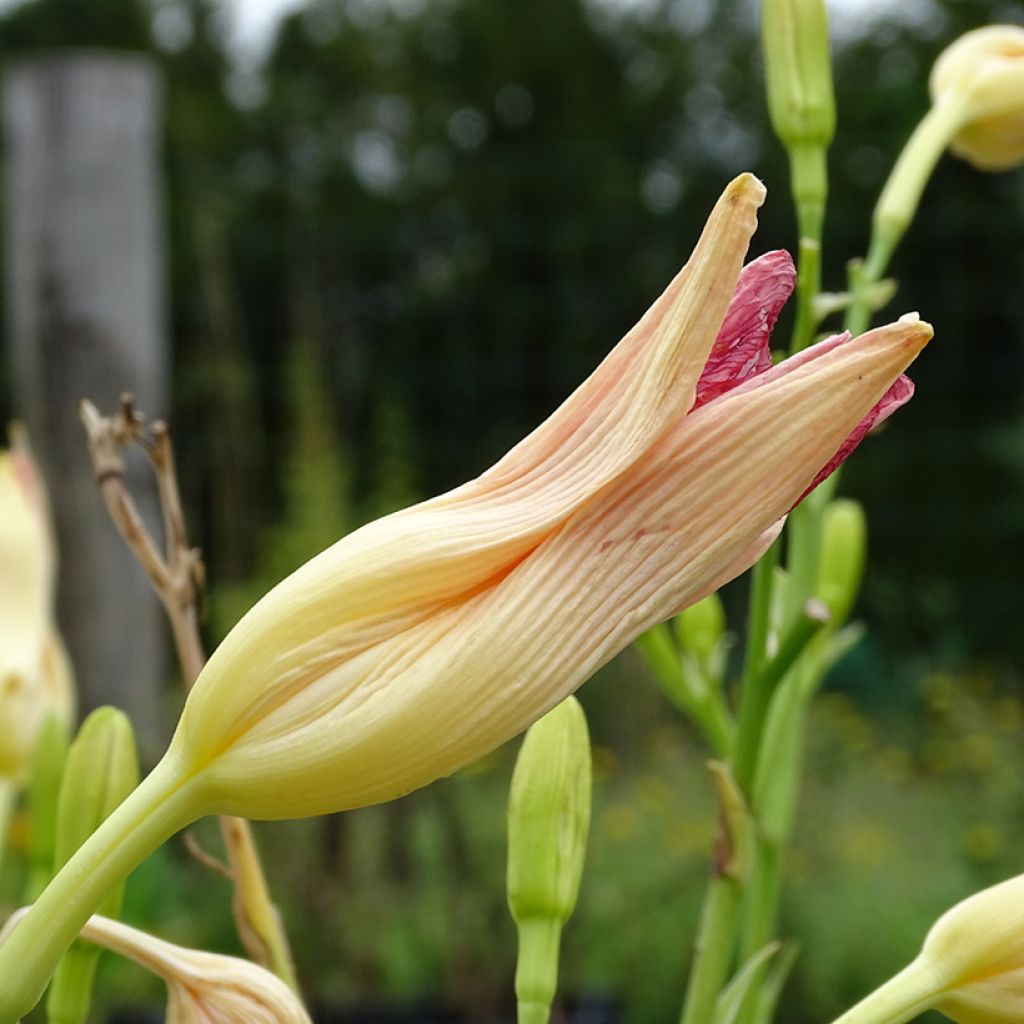 Hemerocallis Final Touch - Emerocallide