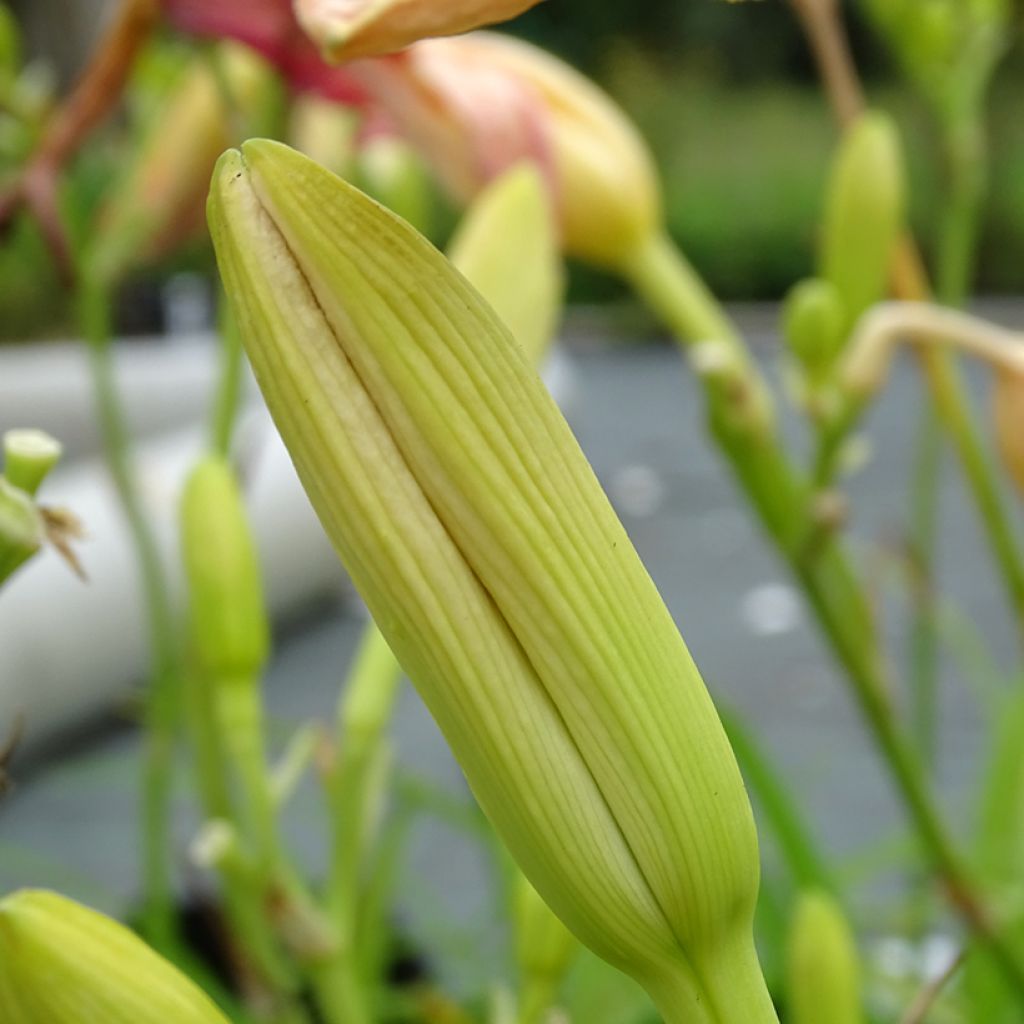 Hemerocallis Final Touch - Emerocallide