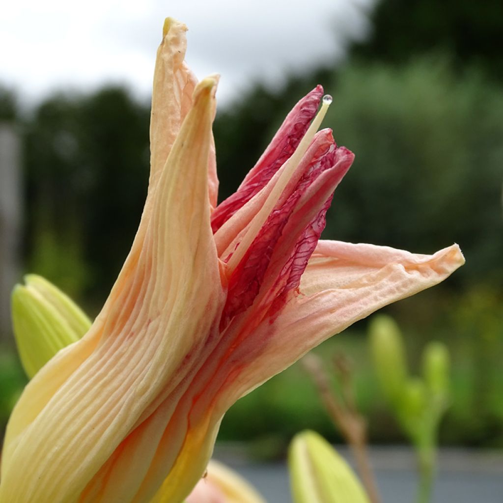 Hemerocallis Final Touch - Emerocallide