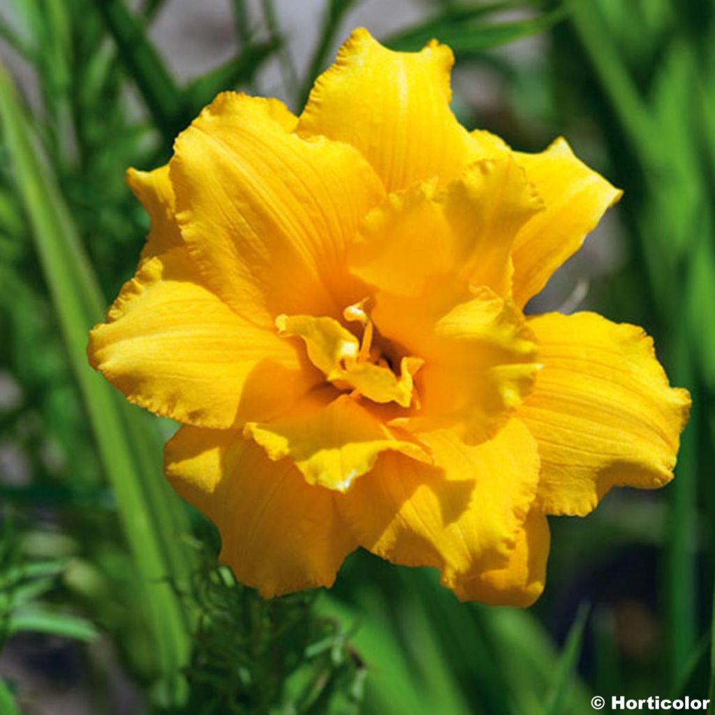 Hemerocallis Condilla - Emerocallide