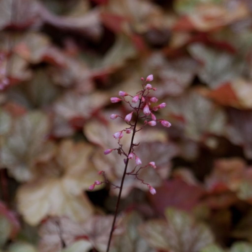 Heuchère - Heuchera Vienna