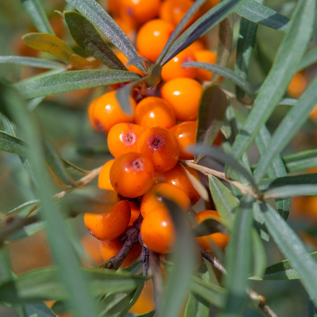 Hippophae rhamnoides Garden's Gift - Olivello spinoso