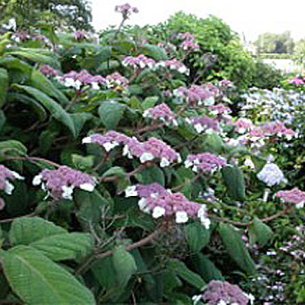 Hydrangea aspera Macrophylla - Ortensia