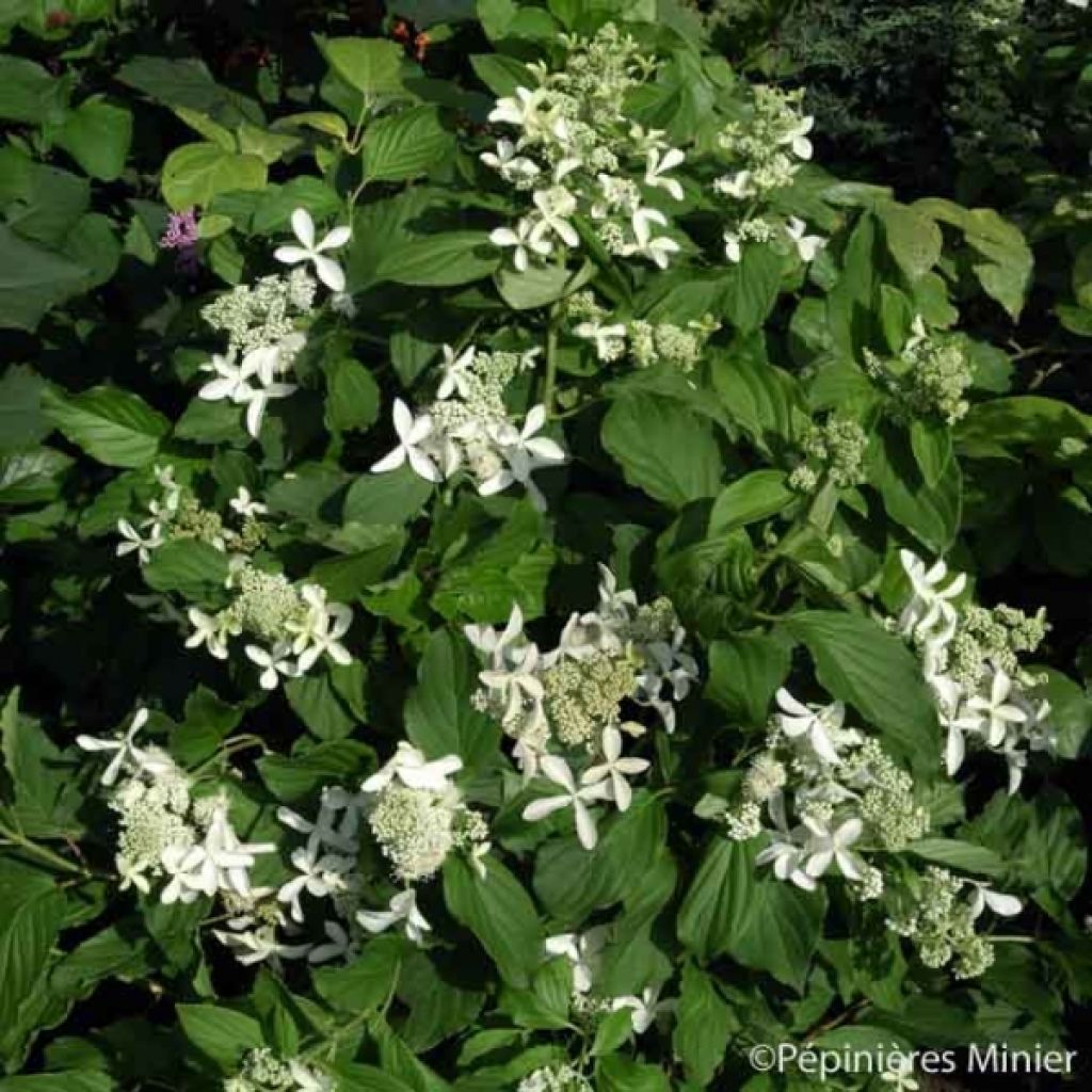 Hydrangea paniculata Great Star Le Vasterival - Ortensia paniculata