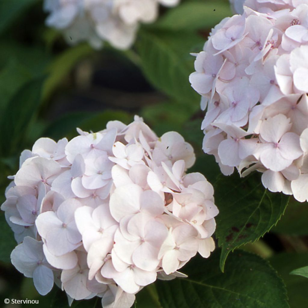 Hydrangea macrophylla Rahic - Ortensia