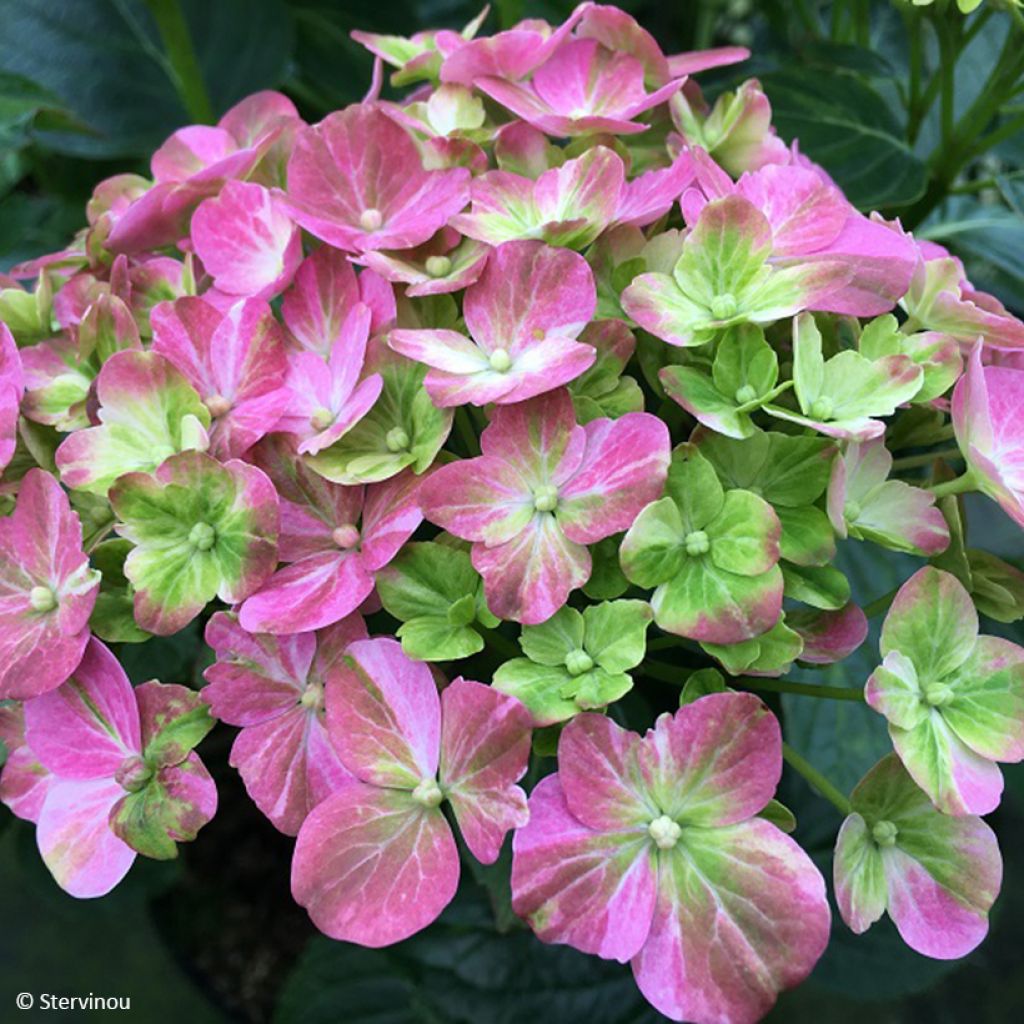 Hydrangea macrophylla Valvert - Ortensia