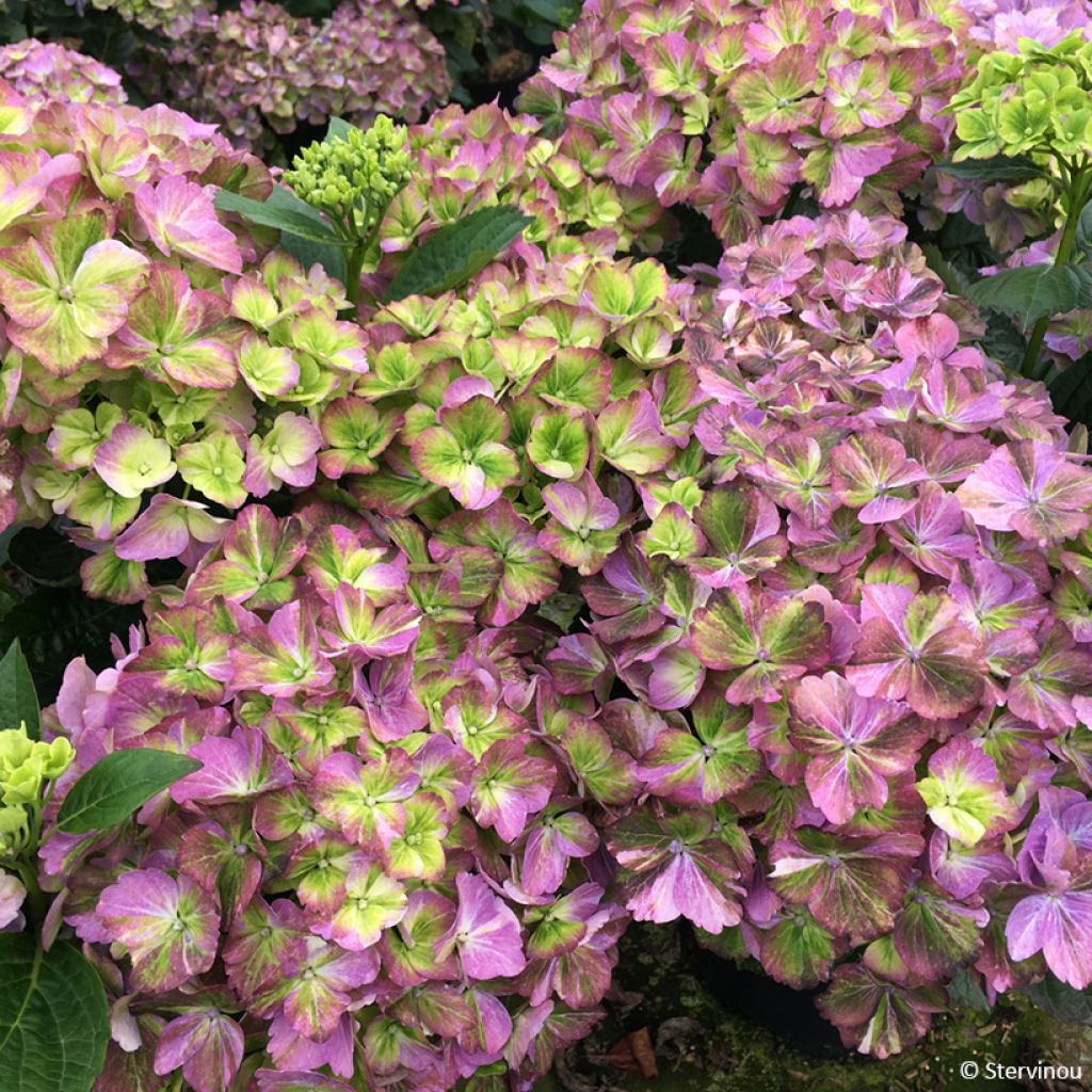 Hydrangea macrophylla Valvert - Ortensia