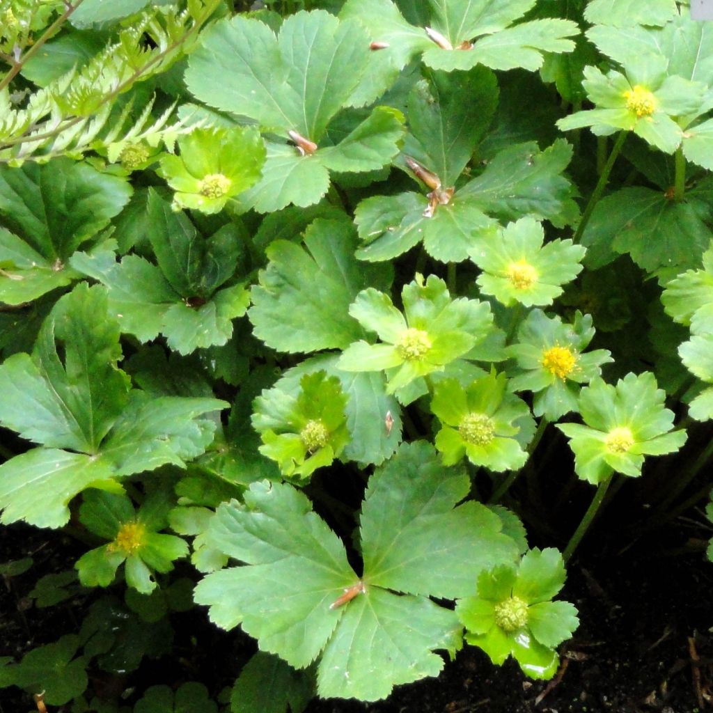 Hacquetia epipactis - Elleborina