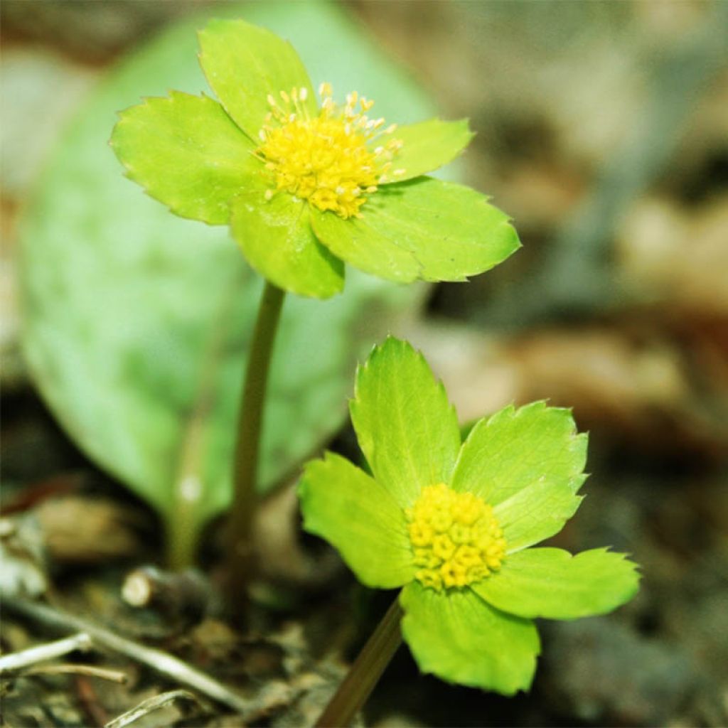 Hacquetia epipactis - Elleborina