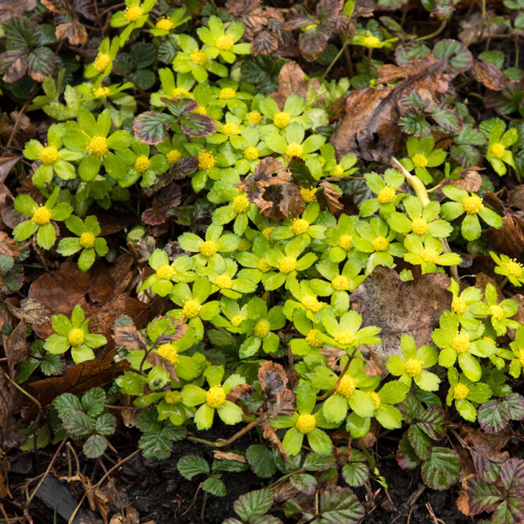 Hacquetia epipactis - Elleborina