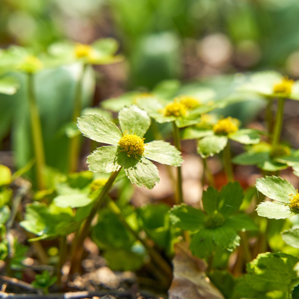 Hacquetia epipactis - Elleborina