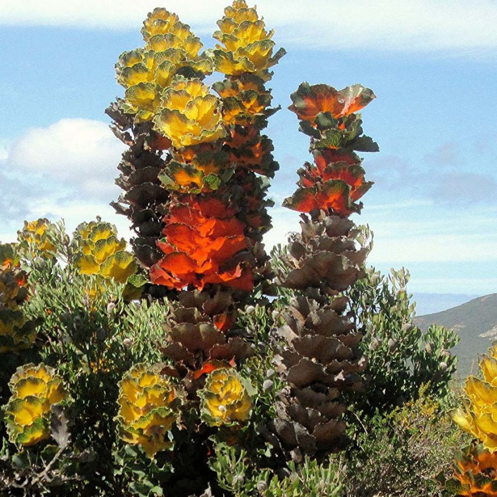 Hakea victoria - Hakea royal