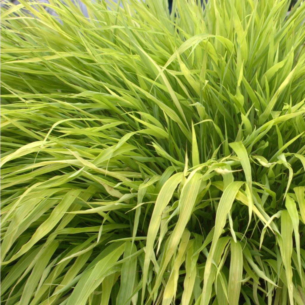 Hakonechloa macra All Gold - Erba della foresta giapponese