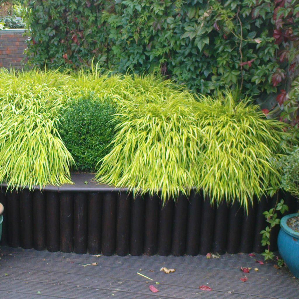 Hakonechloa macra All Gold - Erba della foresta giapponese