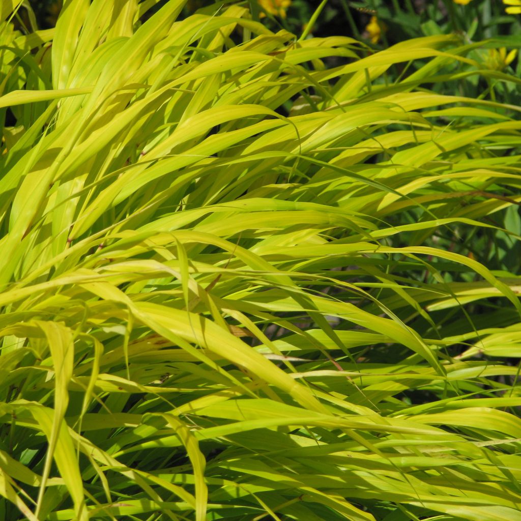 Hakonechloa macra All Gold - Erba della foresta giapponese