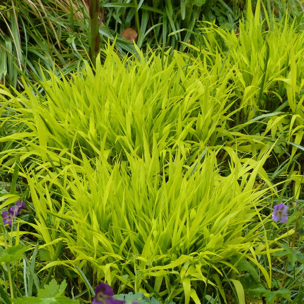 Hakonechloa macra All Gold - Erba della foresta giapponese