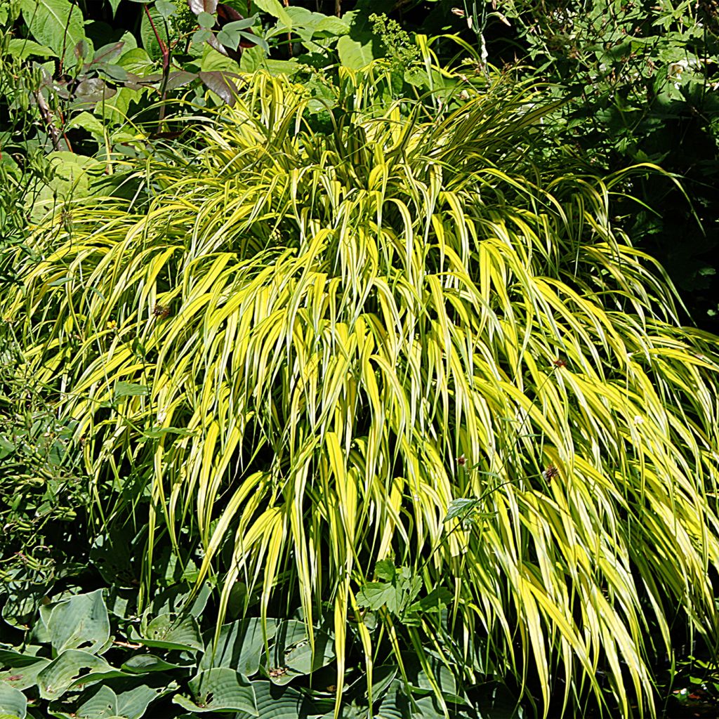 Hakonechloa macra Aureola - Erba della foresta giapponese