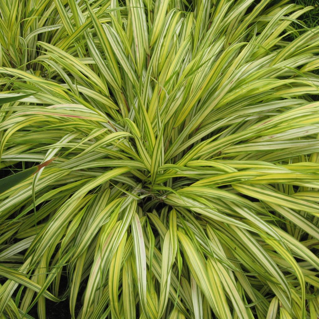 Hakonechloa macra Aureola - Erba della foresta giapponese