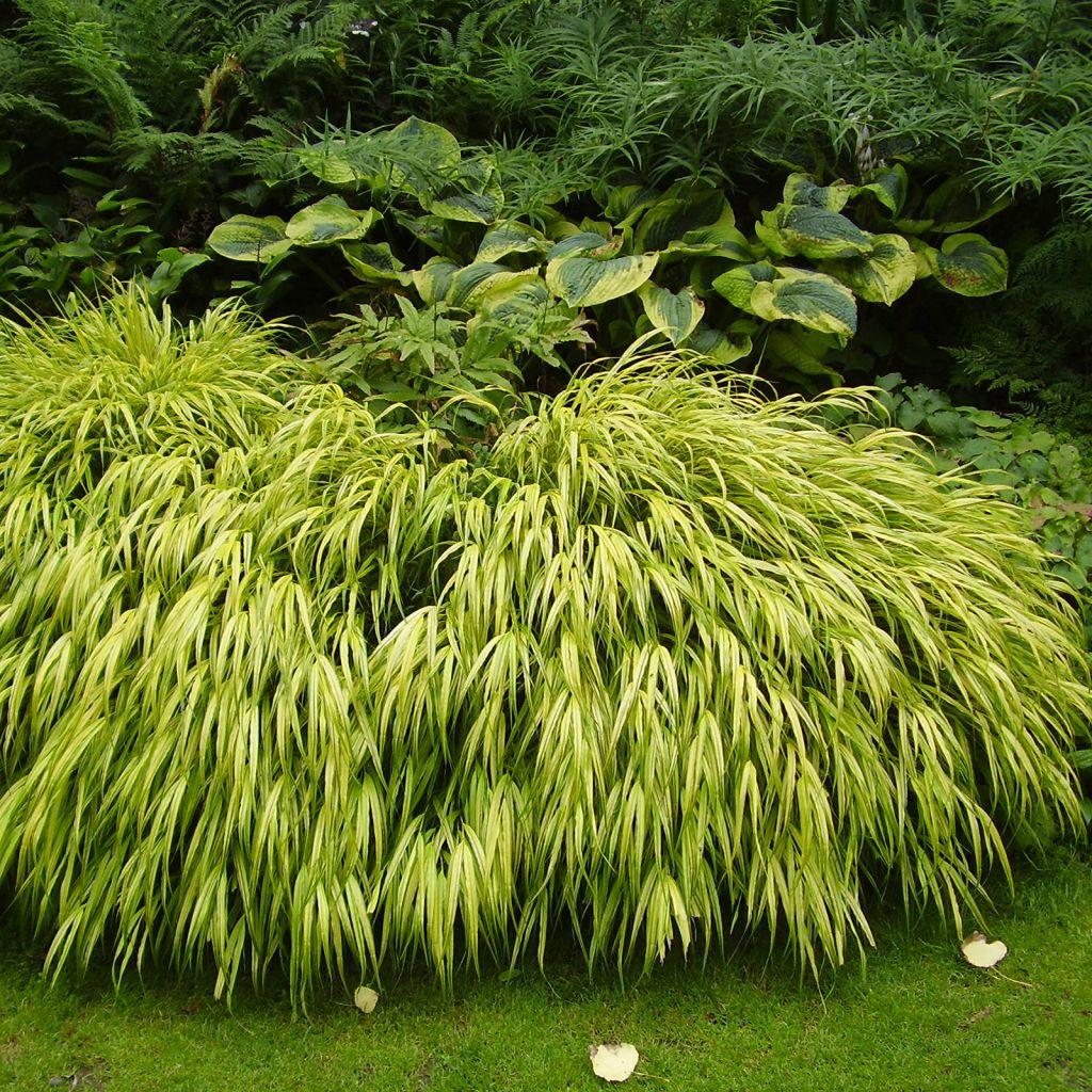 Hakonechloa macra Aureola - Erba della foresta giapponese