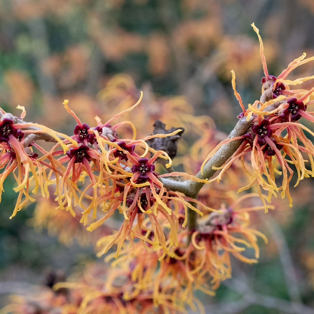 Hamamelis intermedia Jelena - Amamelide