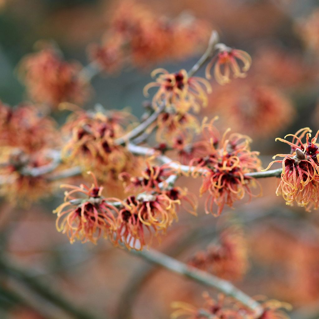 Hamamelis intermedia Jelena - Amamelide