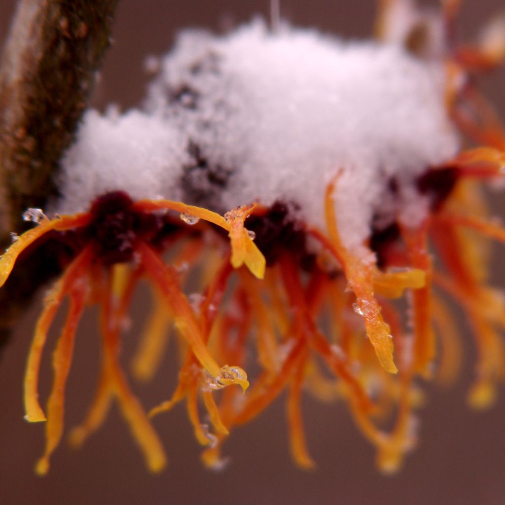 Hamamelis (x) intermedia Jelena - Noisetier de sorcière