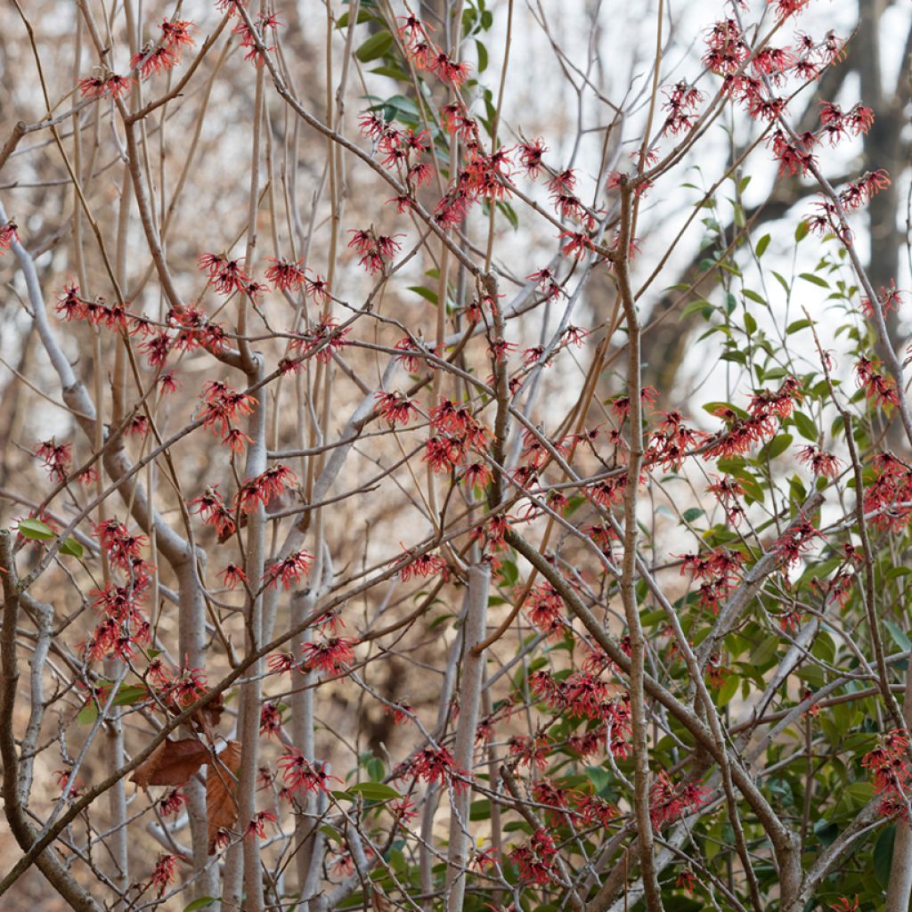 Hamamelis intermedia Diane - Amamelide