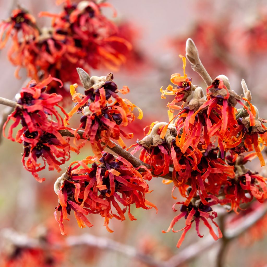 Hamamelis intermedia Diane - Amamelide