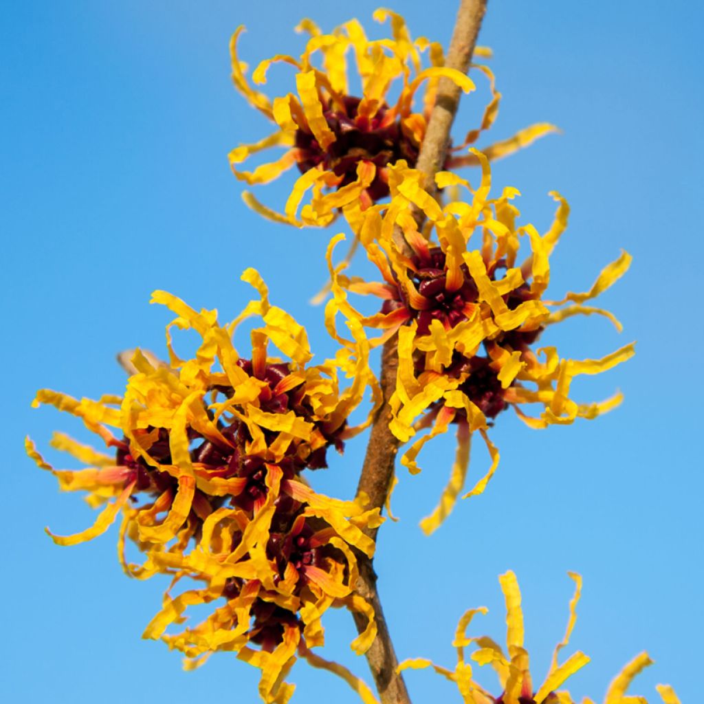 Hamamelis intermedia Orange Beauty - Amamelide