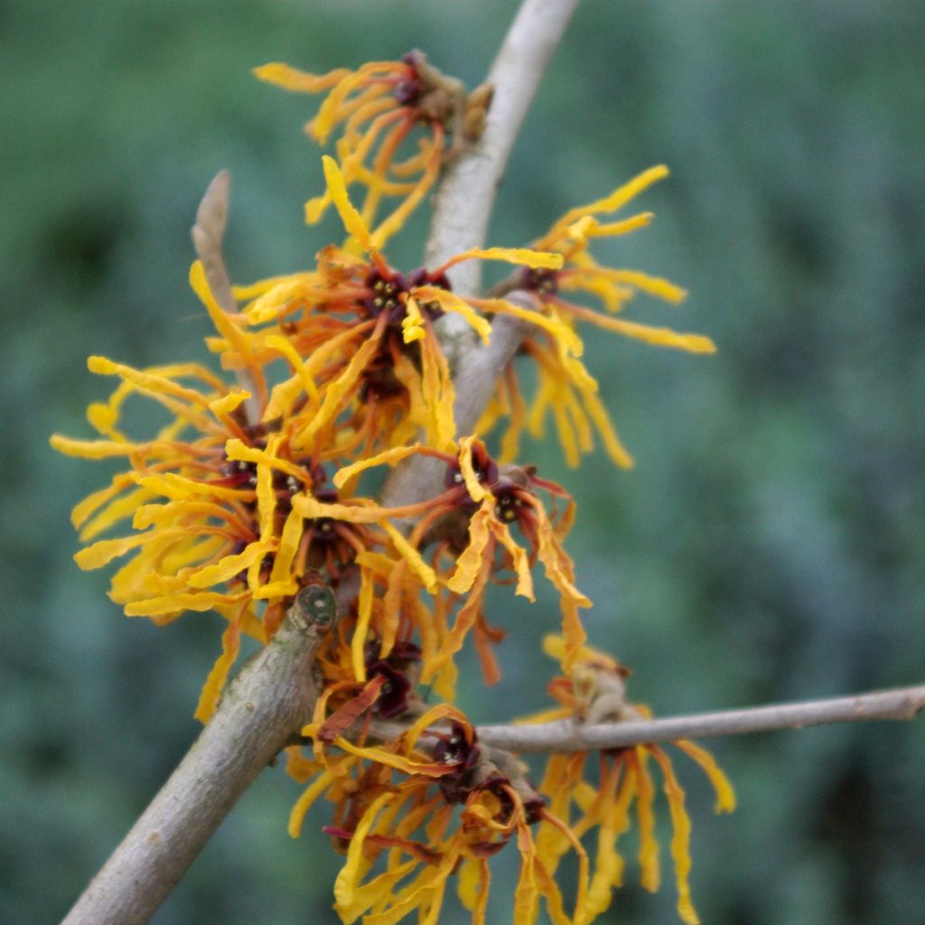 Hamamelis intermedia Orange Peel - Amamelide