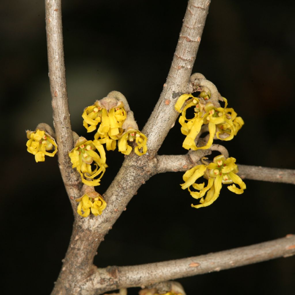 Hamamelis japonica Zuccariniana - Amamelide