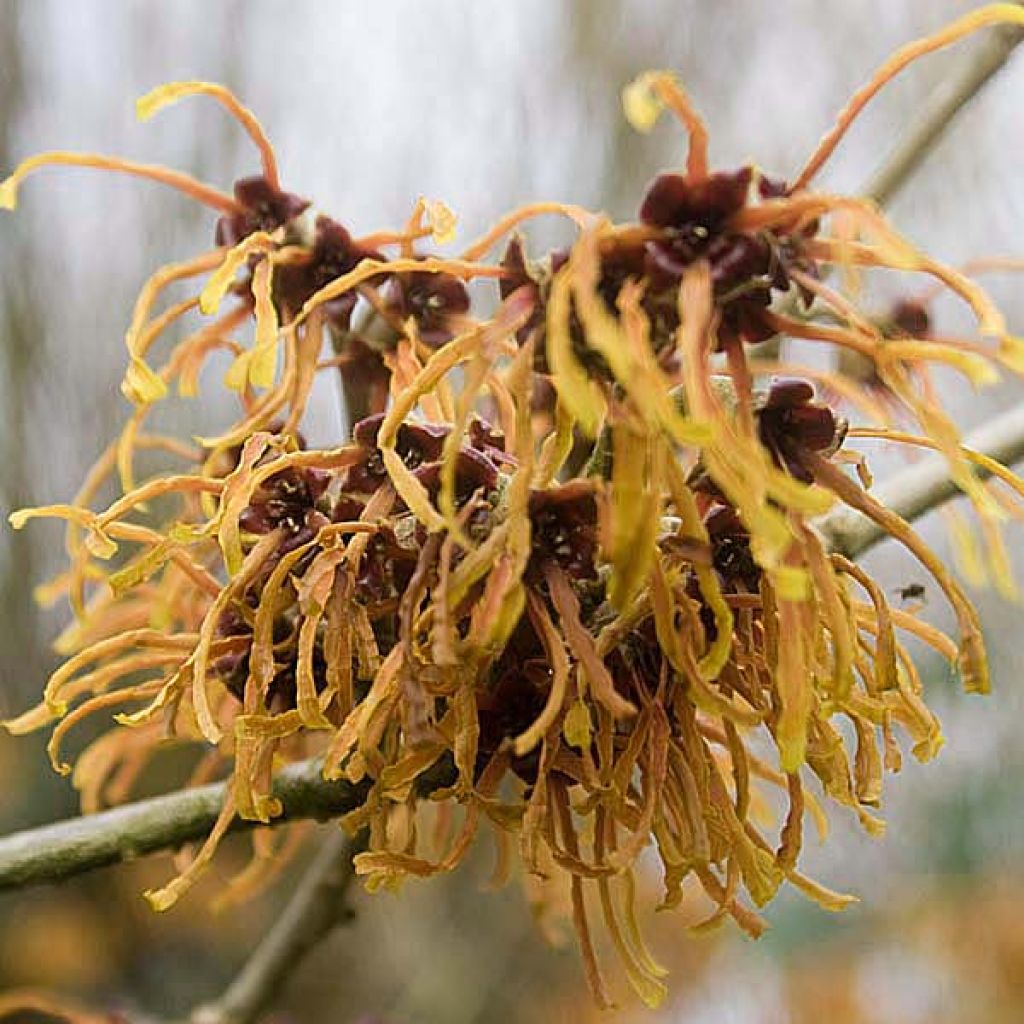 Hamamelis mollis Pallida - Amamelide cinese