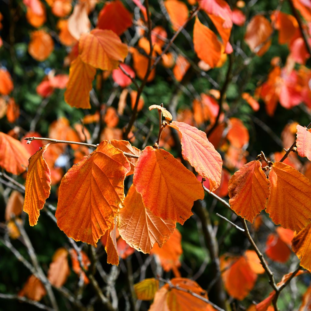 Hamamelis virginiana - Amamelide