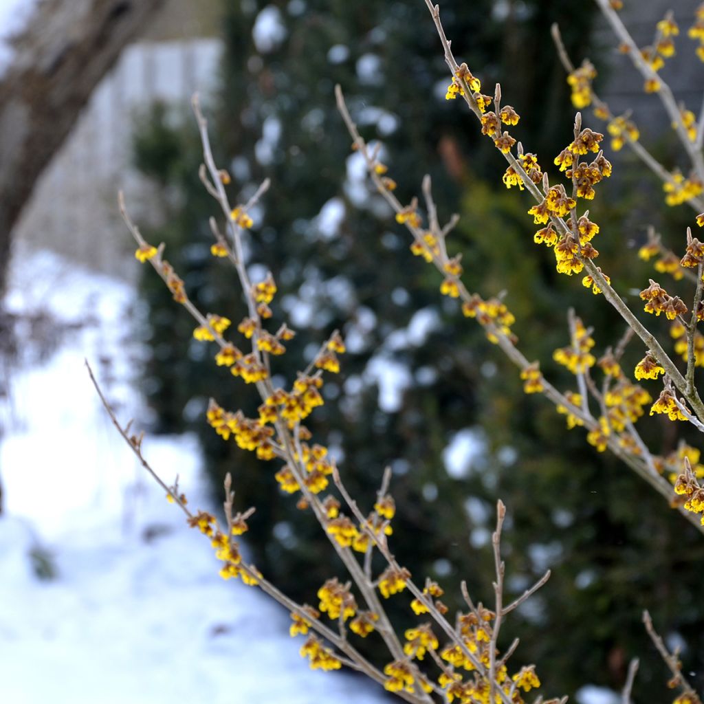 Hamamelis virginiana - Amamelide