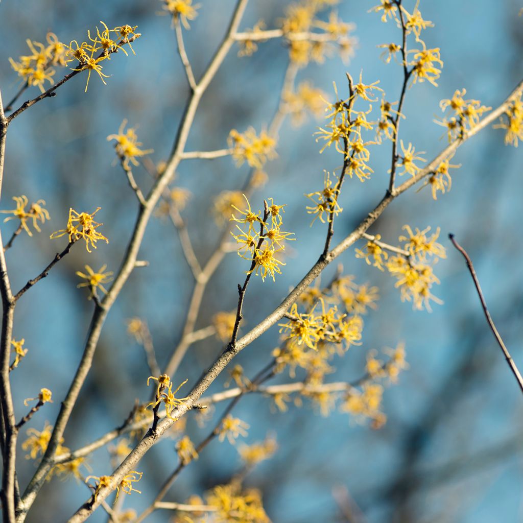 Hamamelis virginiana - Amamelide