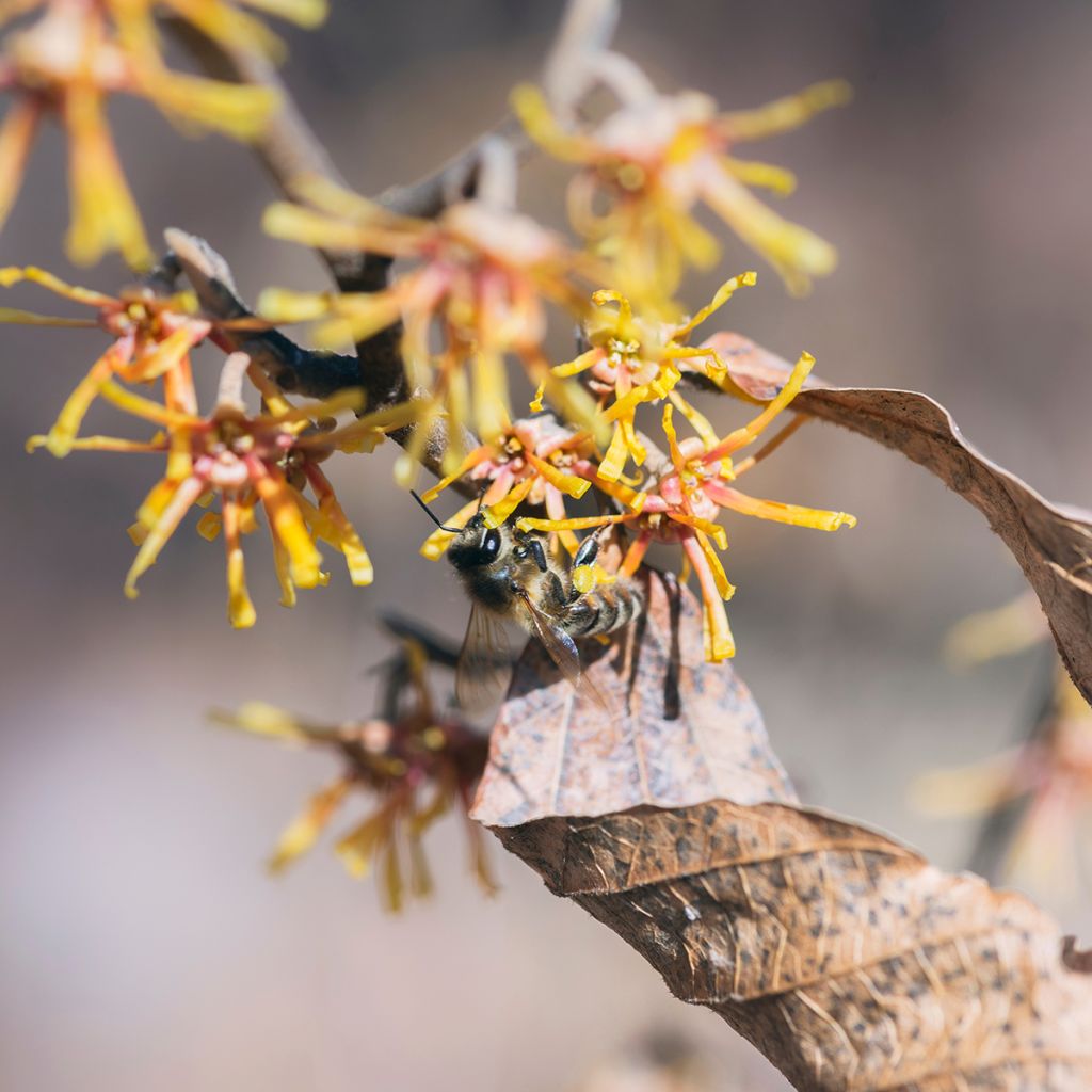 Hamamelis virginiana - Amamelide