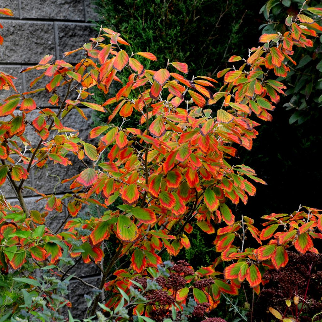 Hamamelis virginiana - Amamelide