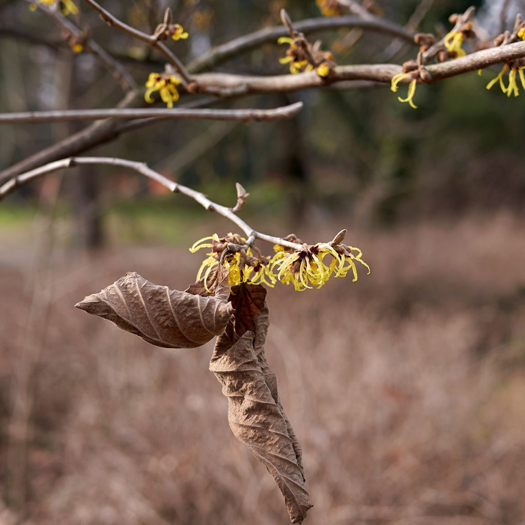 Hamamelis virginiana - Amamelide