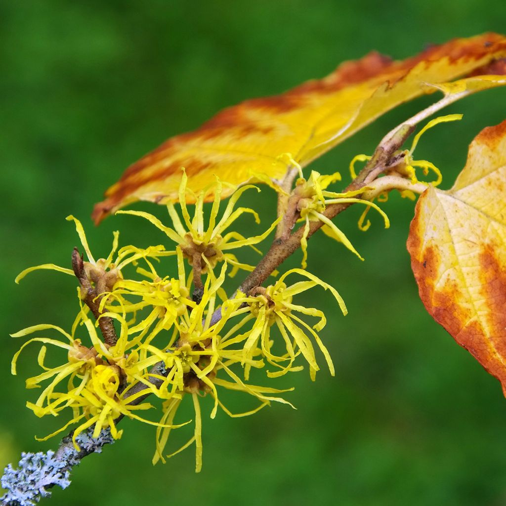 Hamamelis virginiana - Amamelide