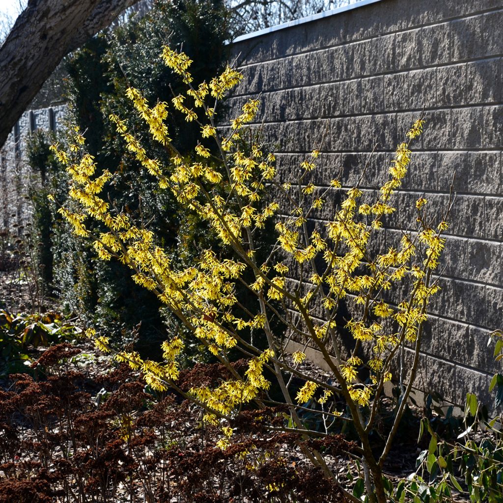 Hamamelis virginiana - Amamelide