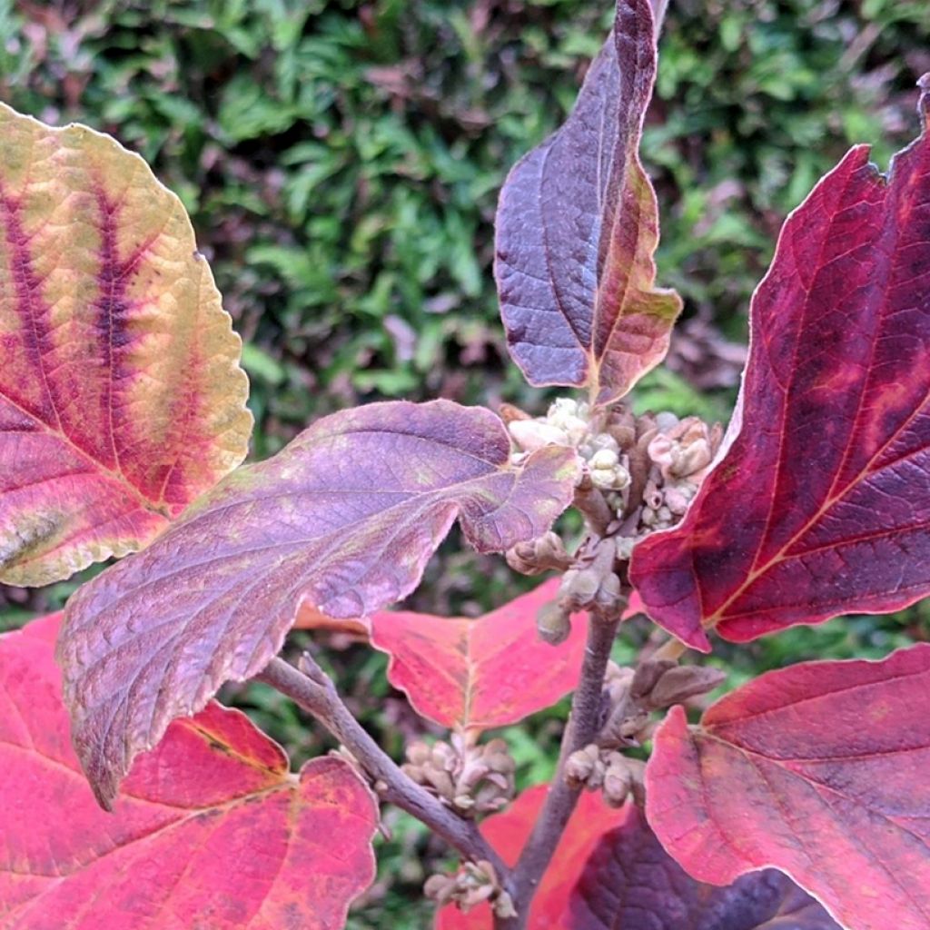 Hamamelis intermedia Yamina - Amamelide