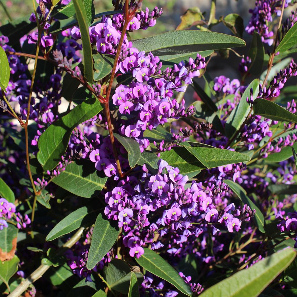 Hardenbergia violacea