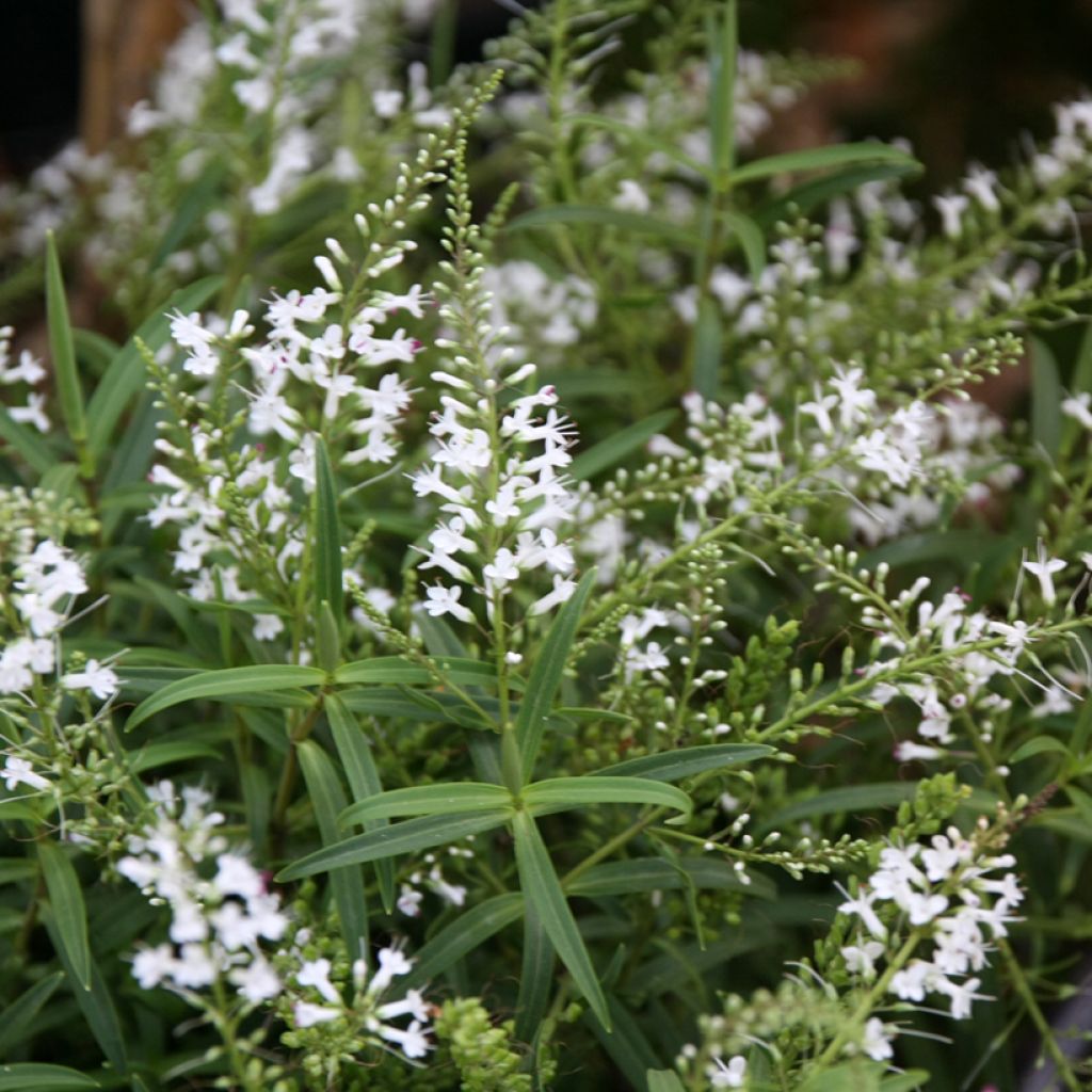 Veronica Kirkii - Hebe