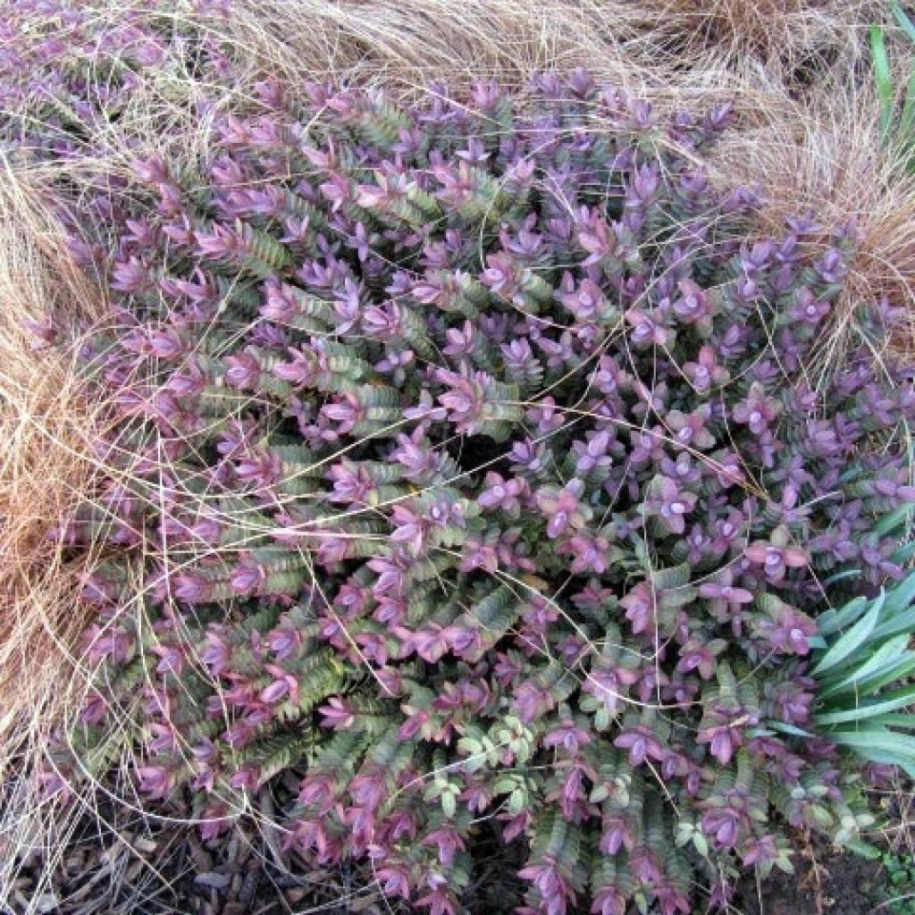 Hebe albicans Red Edge - Veronica