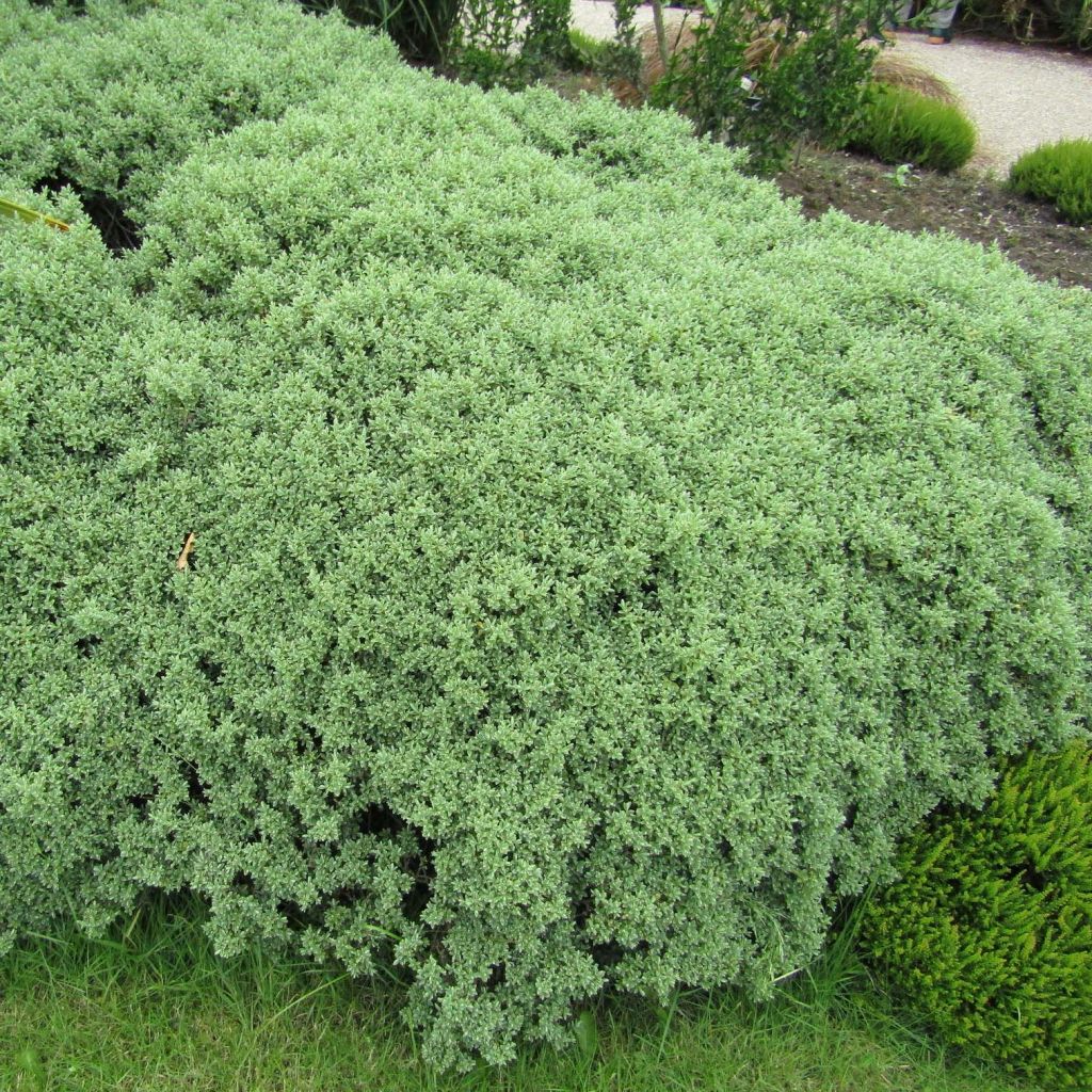 Hebe Sutherlandii - Véronique arbustive.