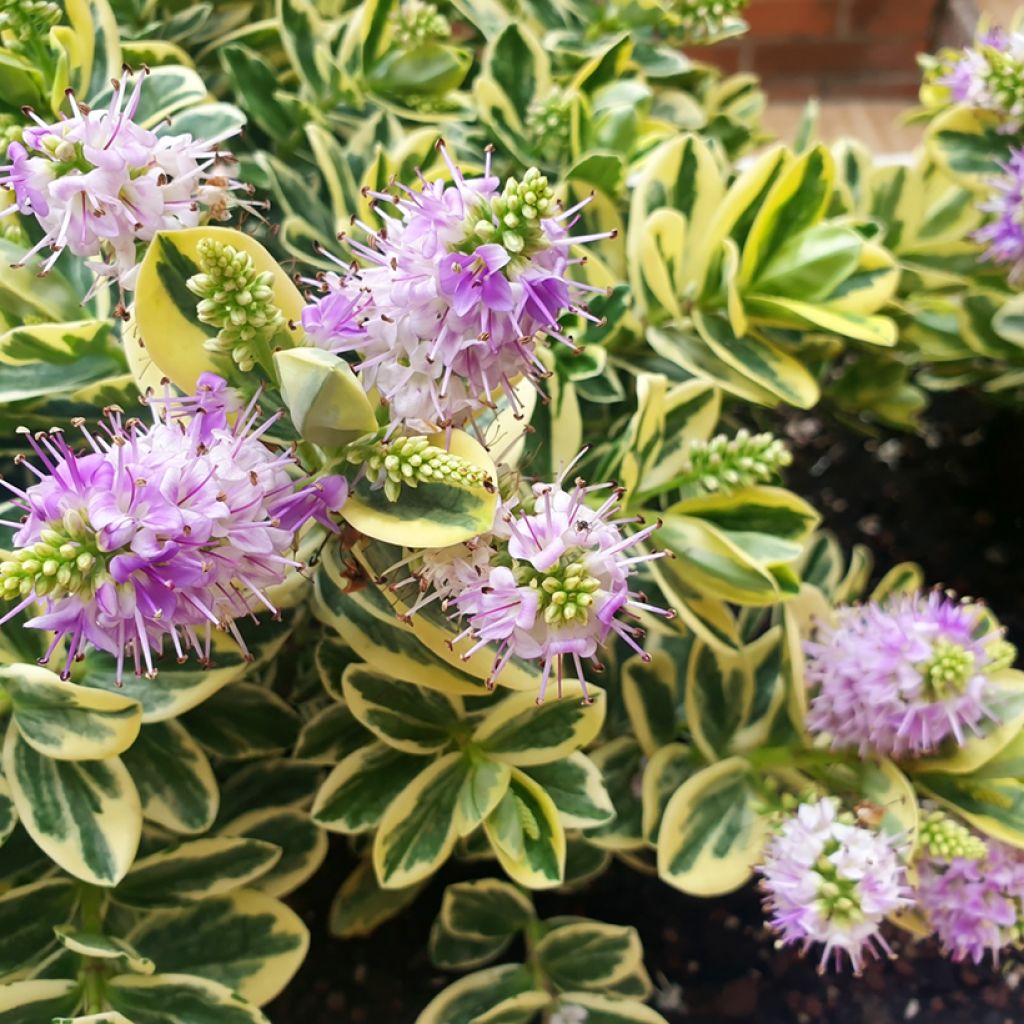 Hebe andersonii Variegata - Veronica